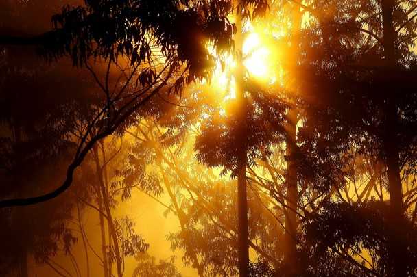 スリカランカの森の写真