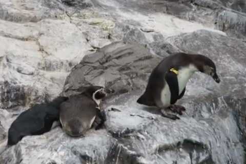 【動画】ペンギン「絶対に押すなよ･･･絶対にな･･･」→押してくれフラグ