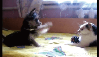 【動画】「玩具返して！」と必死に訴える子犬と返さない猫がカワイイ！！