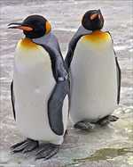 ペンギン2匹