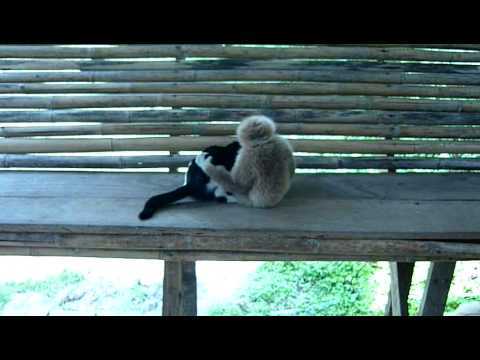 【動画】猫 vs テナガザルの赤ちゃんが可愛すぎるｗｗｗ