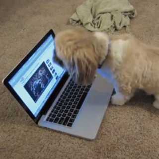 【動画】Macで音楽を聴きながら歌うシーズー犬、ワオーワオーーーン！！