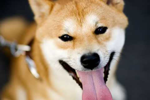 【動画】めちゃくちゃ可愛いコロッ･･･コロ！の柴犬の子犬