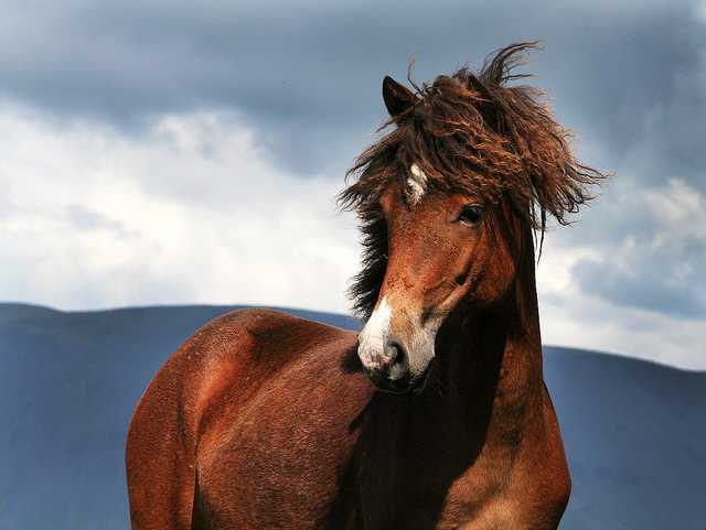 【写真】思わず見惚れてしまうイケメンすぎる馬の写真まとめ