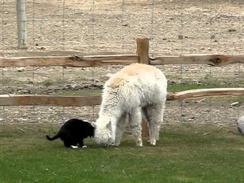 【動画】愛に種別なんて関係ない！超仲良しなアルパカと猫