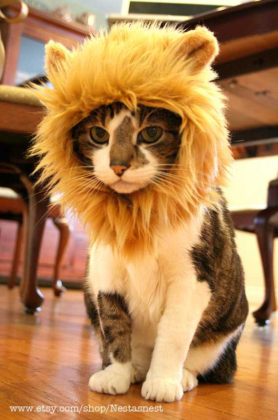 猫があっという間にライオンに！猫用帽子「Lion Hat for Cats」