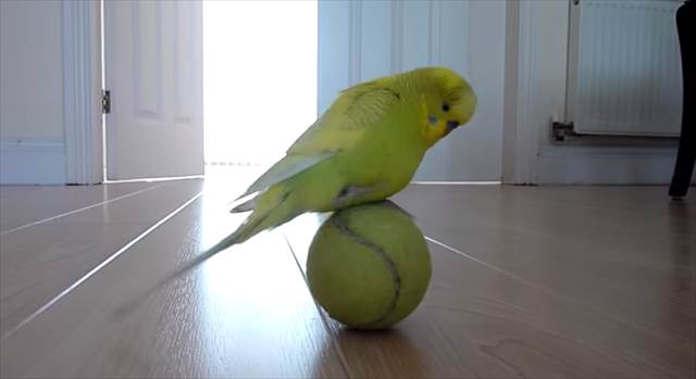【動画】テニスボールで器用に玉乗りするインコが可愛い！！