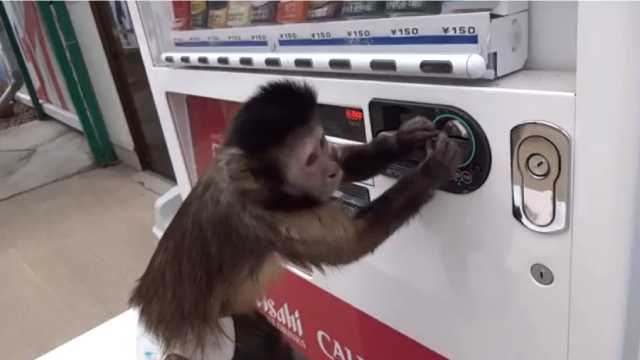 自動販売機にお金を入れてジュース買う猿「アキちゃん」が超可愛いｗｗｗ
