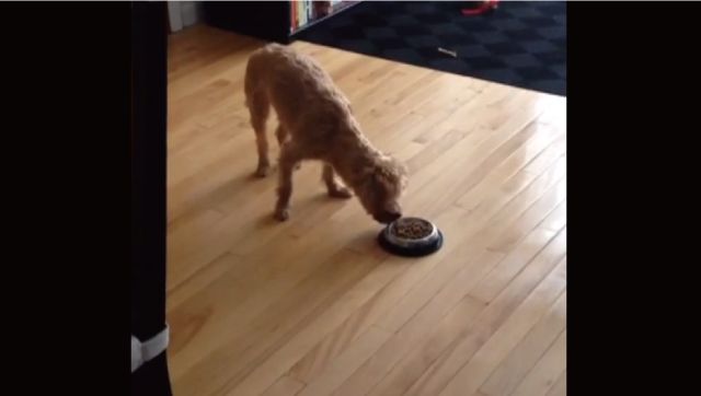【動画】ご飯を食べる前にお皿に向かって土下座しまくる犬がカワイイ！