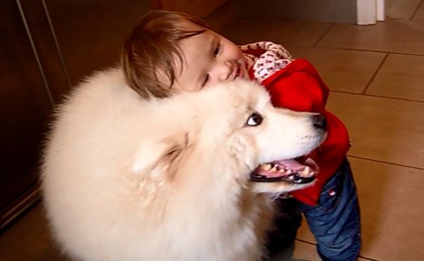 【動画】小さな女の子とモフモフの真っ白なサモエド犬の仲良し動画