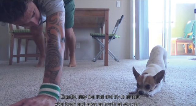 【動画】飼い主の動きに合わせてヨガをする犬が超カワイイ！
