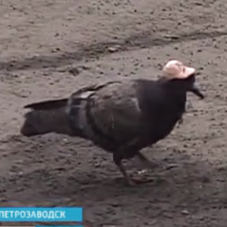 【動画】ロシアに現れた「帽子をかぶったお洒落な鳩」が話題
