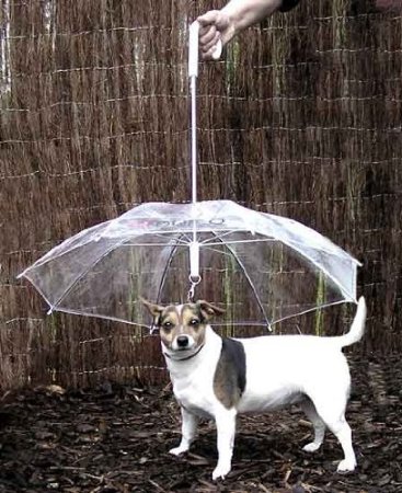まさに逆転の発想！犬用に考えられた傘「The Dogbrella」