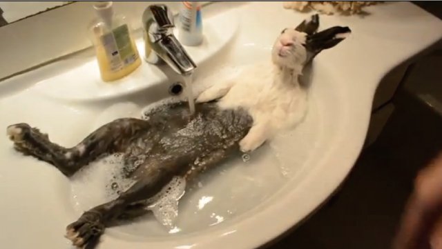【動画】まるでおっさん！人間のようにお風呂に入るウサギ