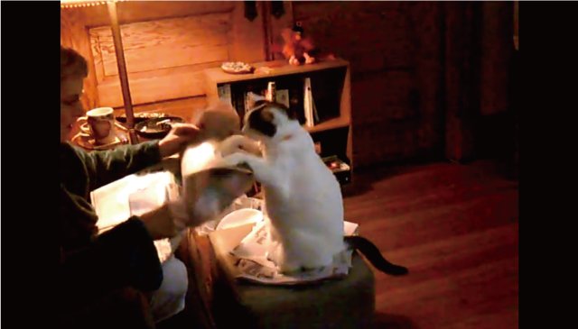 【動画】「新聞じゃなくてあたしを見て！」飼い主に猛アピールする猫