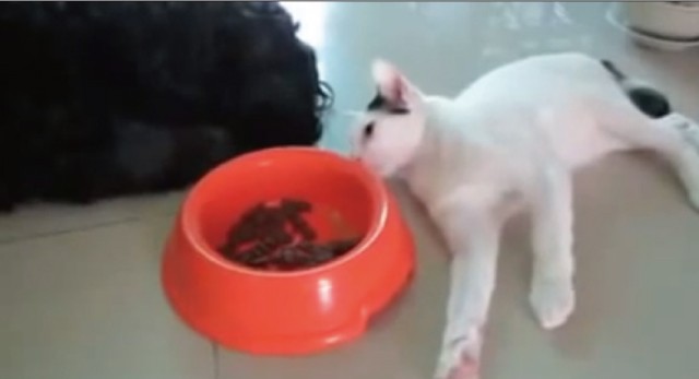 【動画】犬が寝ている隙にそぉ～～～とご飯を盗み食いする猫がカワイイ