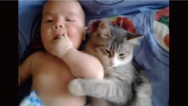 【動画】人間の赤ちゃんのことが好きで好きでたまらん猫
