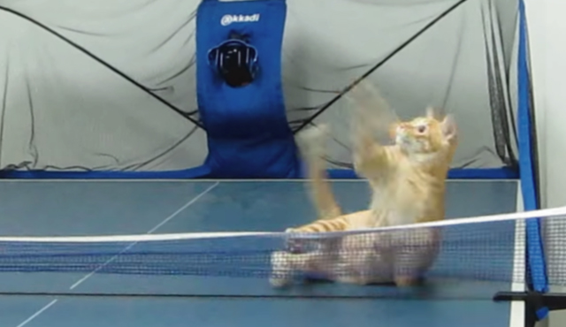 【動画】卓球の相手をしてくれる猫