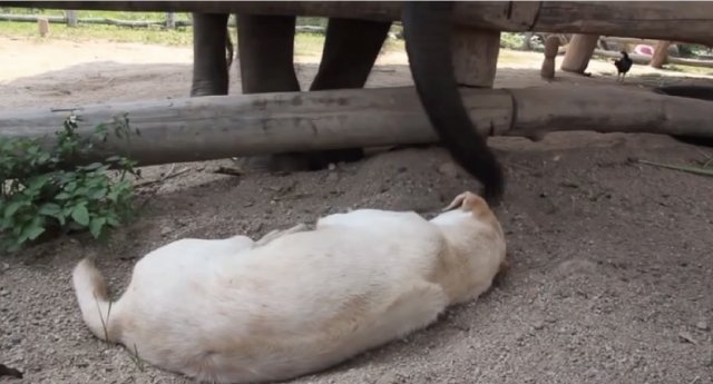【動画】全然起きない犬 vs 起こそうと色々考える赤ちゃん象