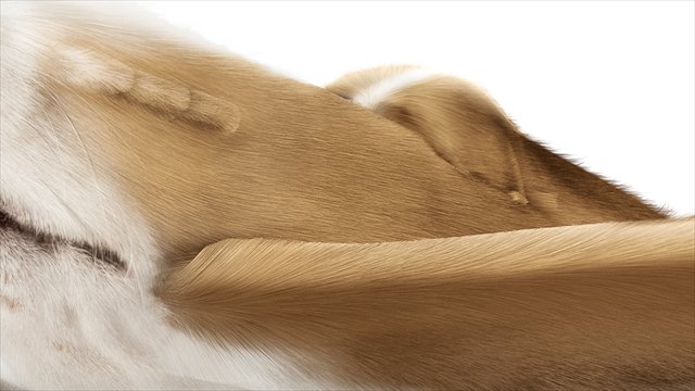 犬とプロペラ機が融合したアート「Dogfighters」
