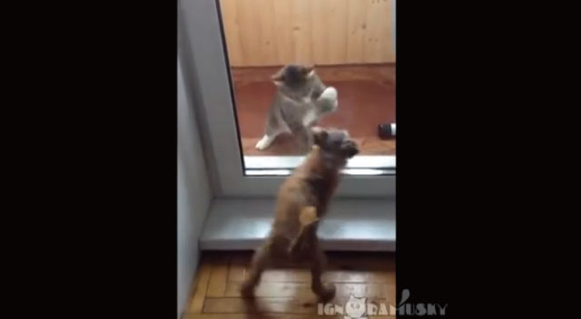 【動画】決して決着が着かない！犬と猫のガラス越しの喧嘩