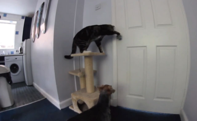 【動画】犬の為にノブを回してドアを開けてあげる親切な猫