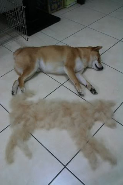 【小ネタ】「この時期の柴犬がどれだけ毛が抜けるか的確に表した画像」がTwitetrで話題に