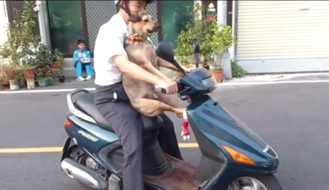 【動画】これは凄い！ｗｗｗ器用にバイクにまたがる犬