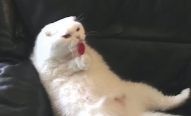 【動画】座りながら両手でキャンディーを持ってペロペロする猫が可愛すぎるｗｗｗ