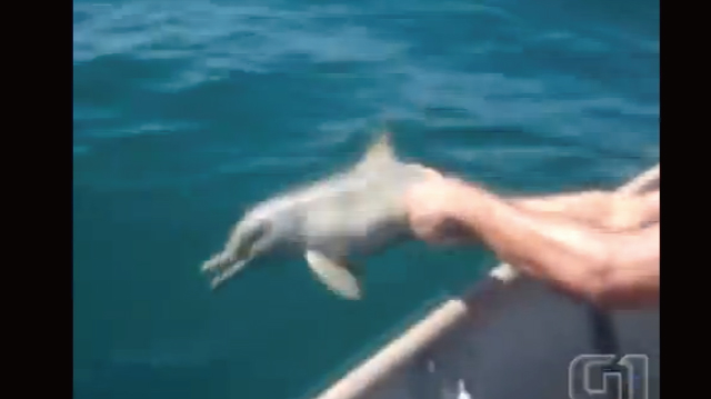 【動画】赤ちゃんイルカを救出したらお礼を言って海に帰って行った！
