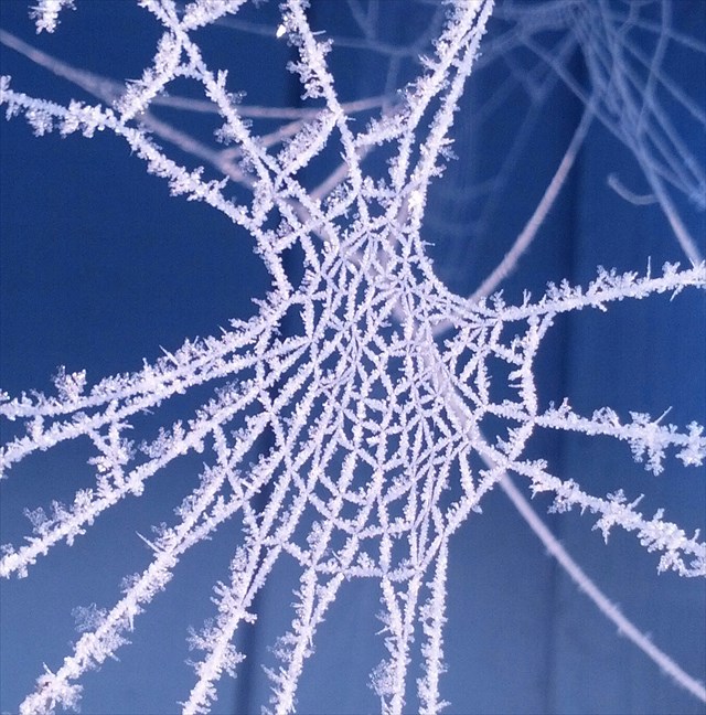 -23℃で凍りついた芸術作品のように美しい蜘蛛の巣