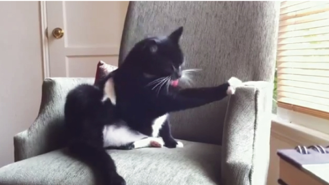【動画】マルチタスクな猫