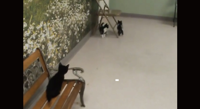 【動画】２匹の子猫に追い詰められてまさかの罠にはまる子猫が可愛いｗ