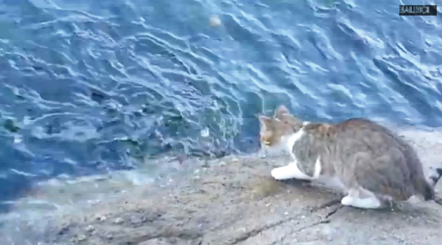 【動画】自給自足！？「自分で魚を捕る猫」が凄い