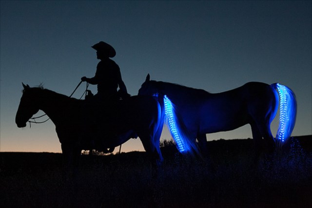 これぞ本当のテールランプだ！馬の尻尾につける夜間乗馬用ライト「Tail Lights」