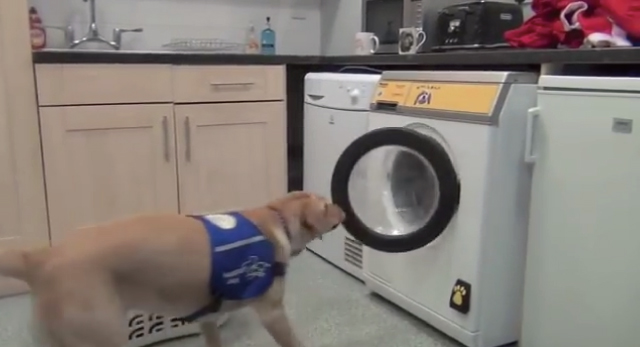 犬でも使える介護用の洗濯機「Woof to Wash」が凄い！「ワン」と鳴くと起動するよ！