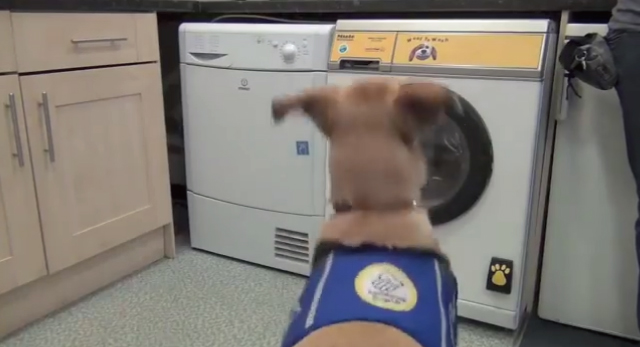 犬でも使える介護用の洗濯機「Woof to Wash」が凄い！「ワン」と鳴くと起動するよ！