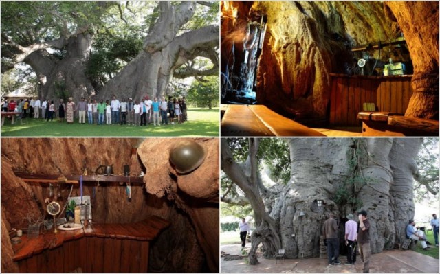 樹齢6000年のバオバブの木の幹の中で営業するBARが素敵すぎる！