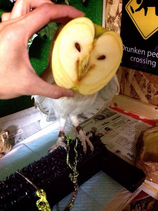可愛すぎる！「リンゴを剥いたらフクロウが出てきた！」とTwitterで話題に