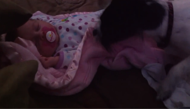 【動画】母性って凄いね！赤ちゃんに優しく布団を掛けてあげる犬