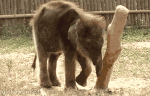 funny-gif-baby-elephant-scratch-falling