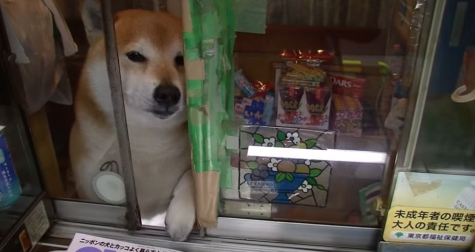 武蔵小金井のタバコ屋さんの超カワイイ看板犬「シバくん」の動画まとめ