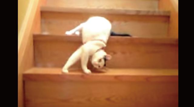 【動画】流れるような動きで階段を降りる猫が凄い！むしろ流れ落ちている！？