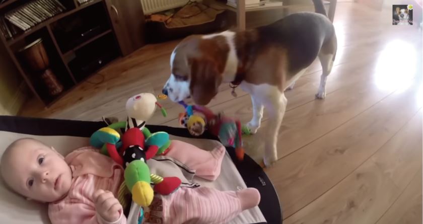 赤ちゃんの玩具を盗んだ罪悪感に耐えられなくなった犬のとった行動とは？