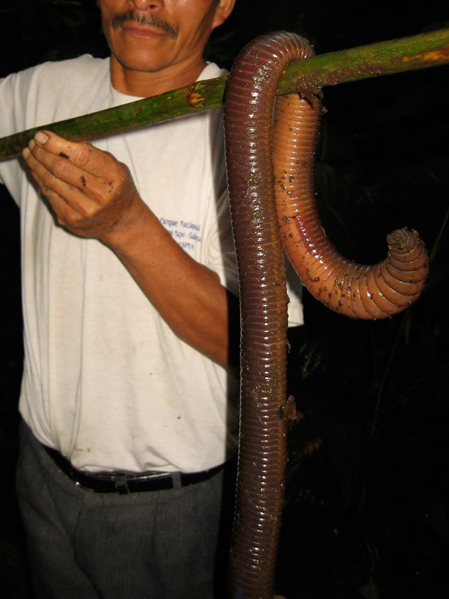 【閲覧注意】エクアドルで体長1.5mの巨大ミミズが発見され話題に