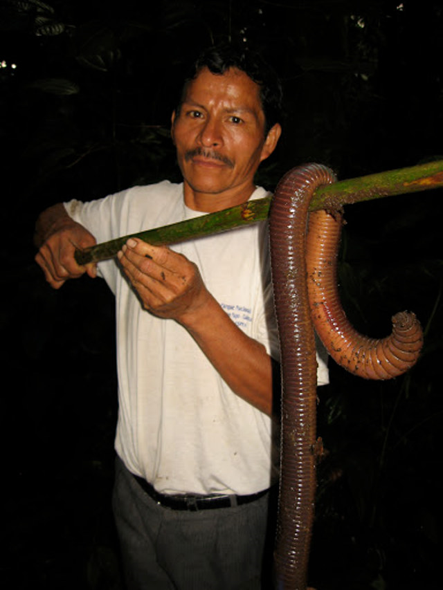 【閲覧注意】エクアドルで体長1.5mの巨大ミミズが発見され話題に