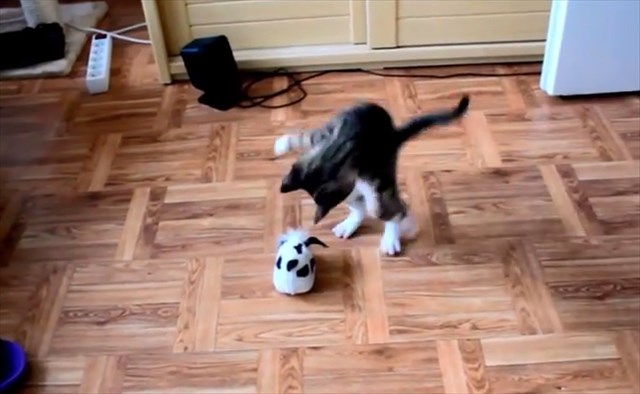 【動画】ピョンピョン飛び跳ねて超可愛い！子猫のニキータちゃん vs ロボット犬