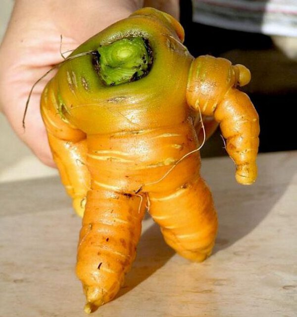 変な形の野菜シリーズ－「ロボットみたいな人参」