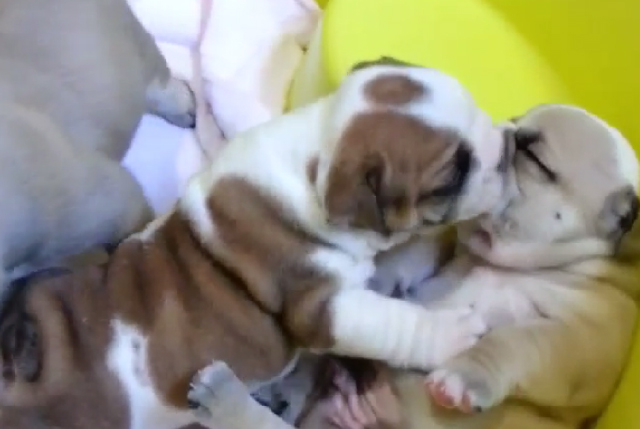 【動画】ブチュー！！っと熱いキスを見せつける赤ちゃんブルドッグが可愛い！