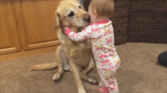 【動画】観ると幸せな気持ちになれる－犬と赤ちゃんの動画傑作集